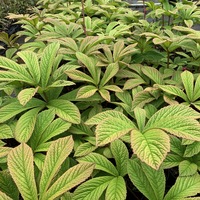 Rodgersia pinnata 'Chocolate Wing'